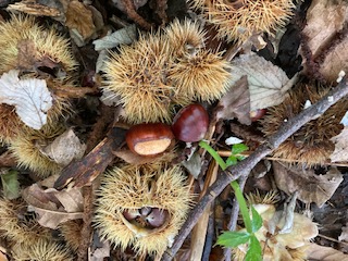 Sweet Chestnuts