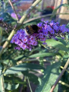 Honey bee on Buddliea