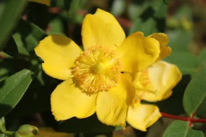 Hypericum flower before Homeopathic preparation